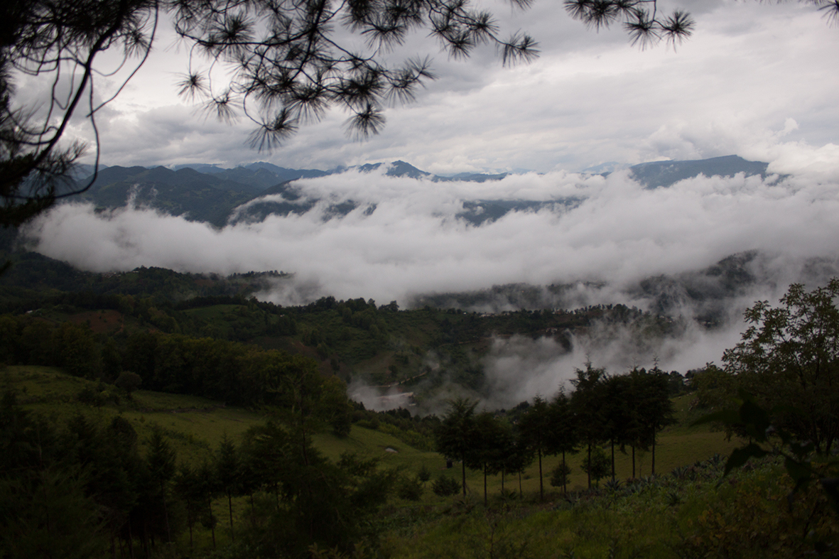 Bosque de Niebla en Queretaro